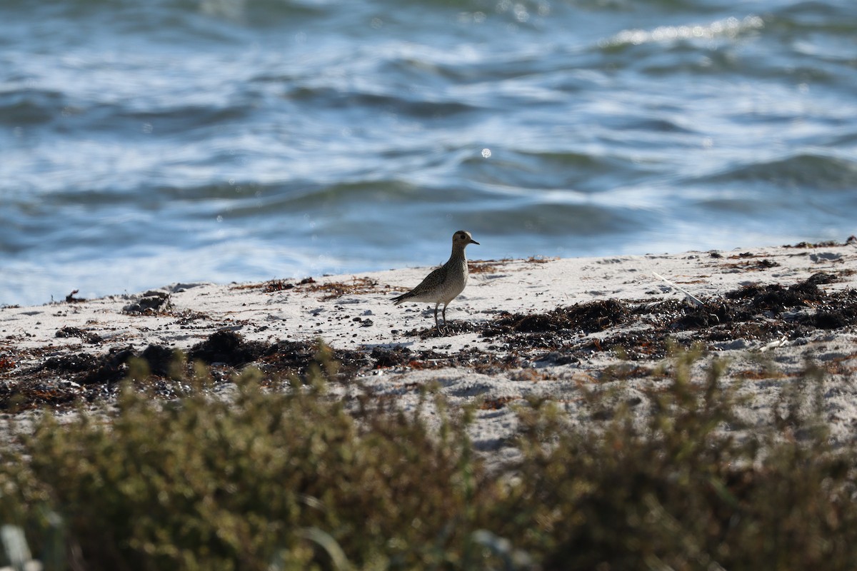 European Golden-Plover - ML642856221