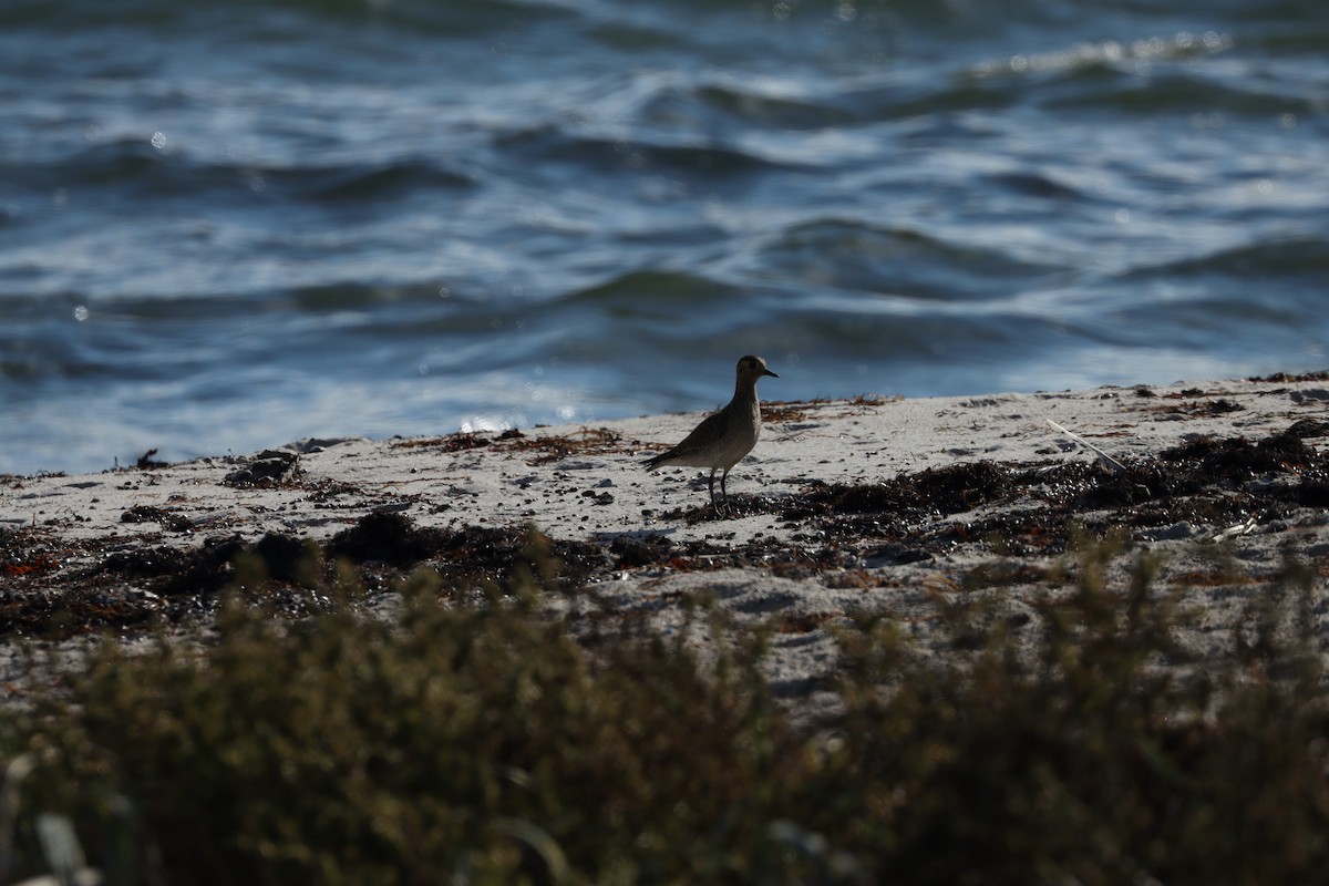 European Golden-Plover - ML642856222