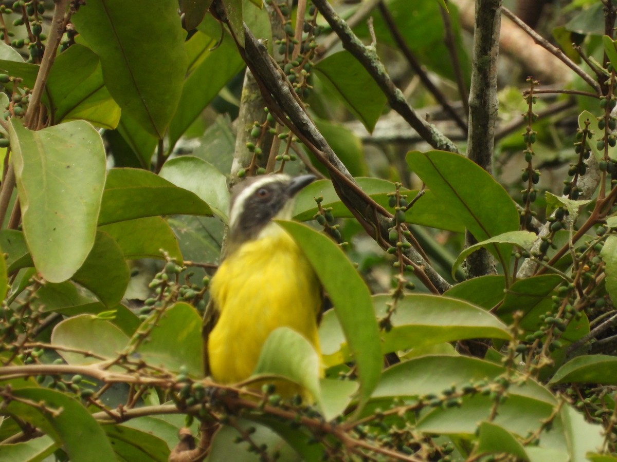 Social Flycatcher - ML642856223