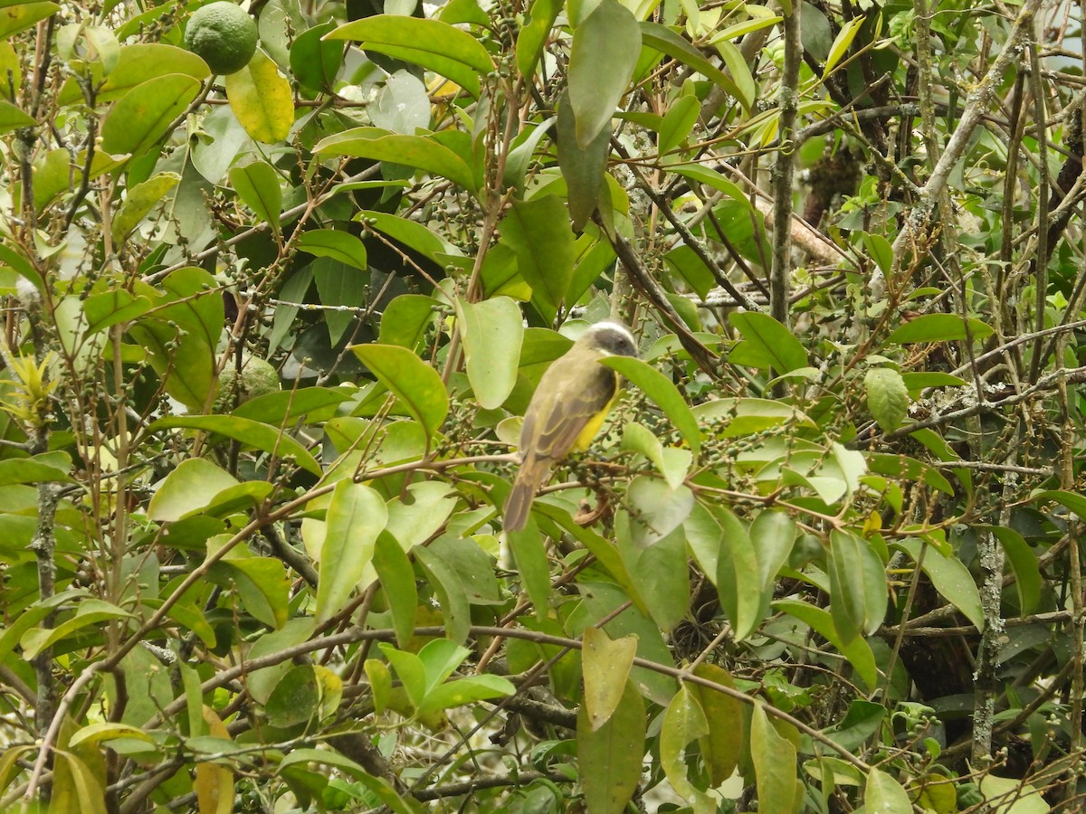 Social Flycatcher - ML642856224