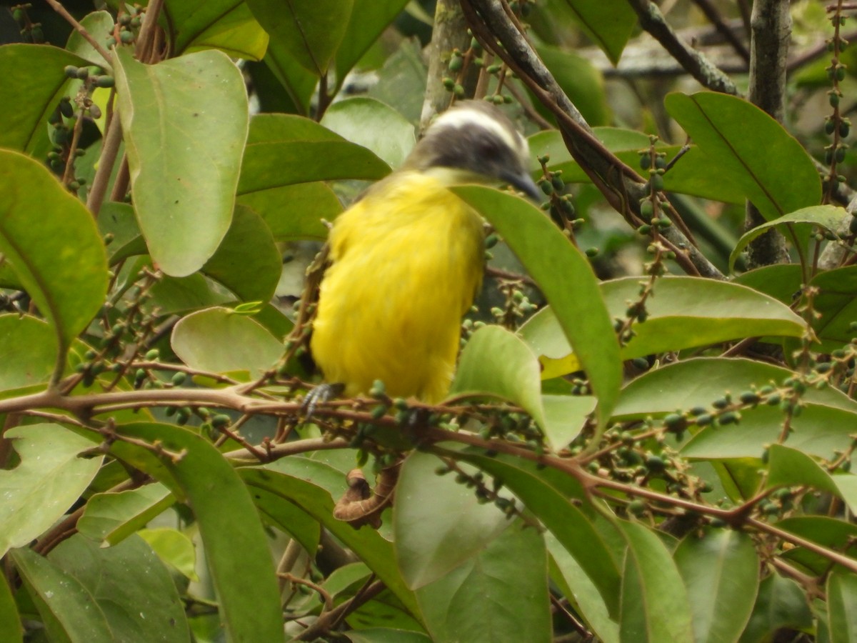 Social Flycatcher - ML642856225