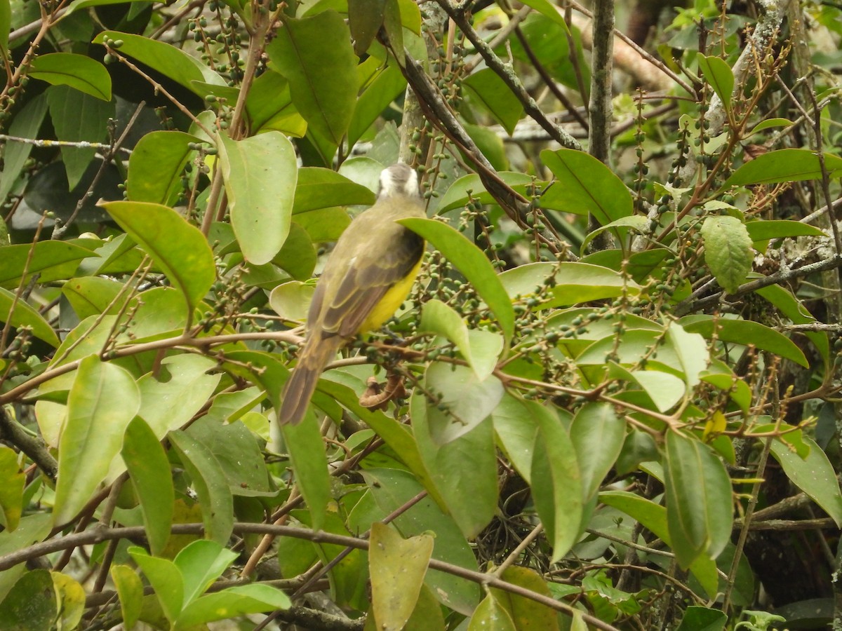 Social Flycatcher - ML642856226