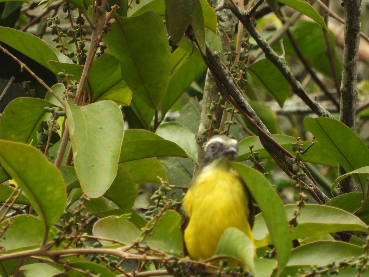 Social Flycatcher - ML642856227