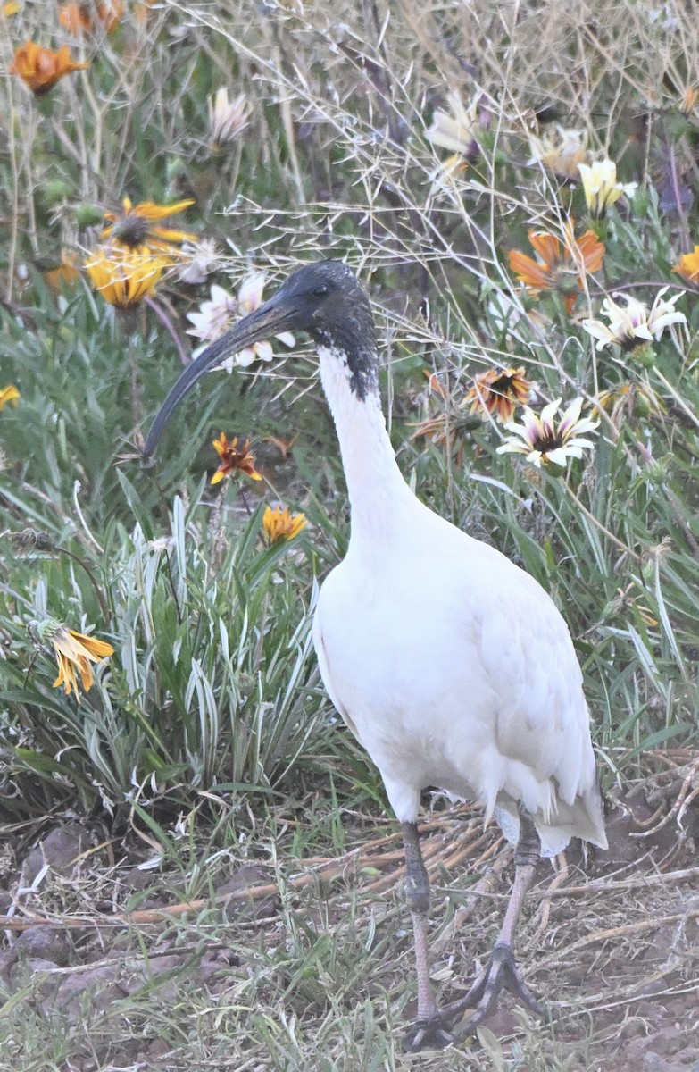 Australian Ibis - ML642856229