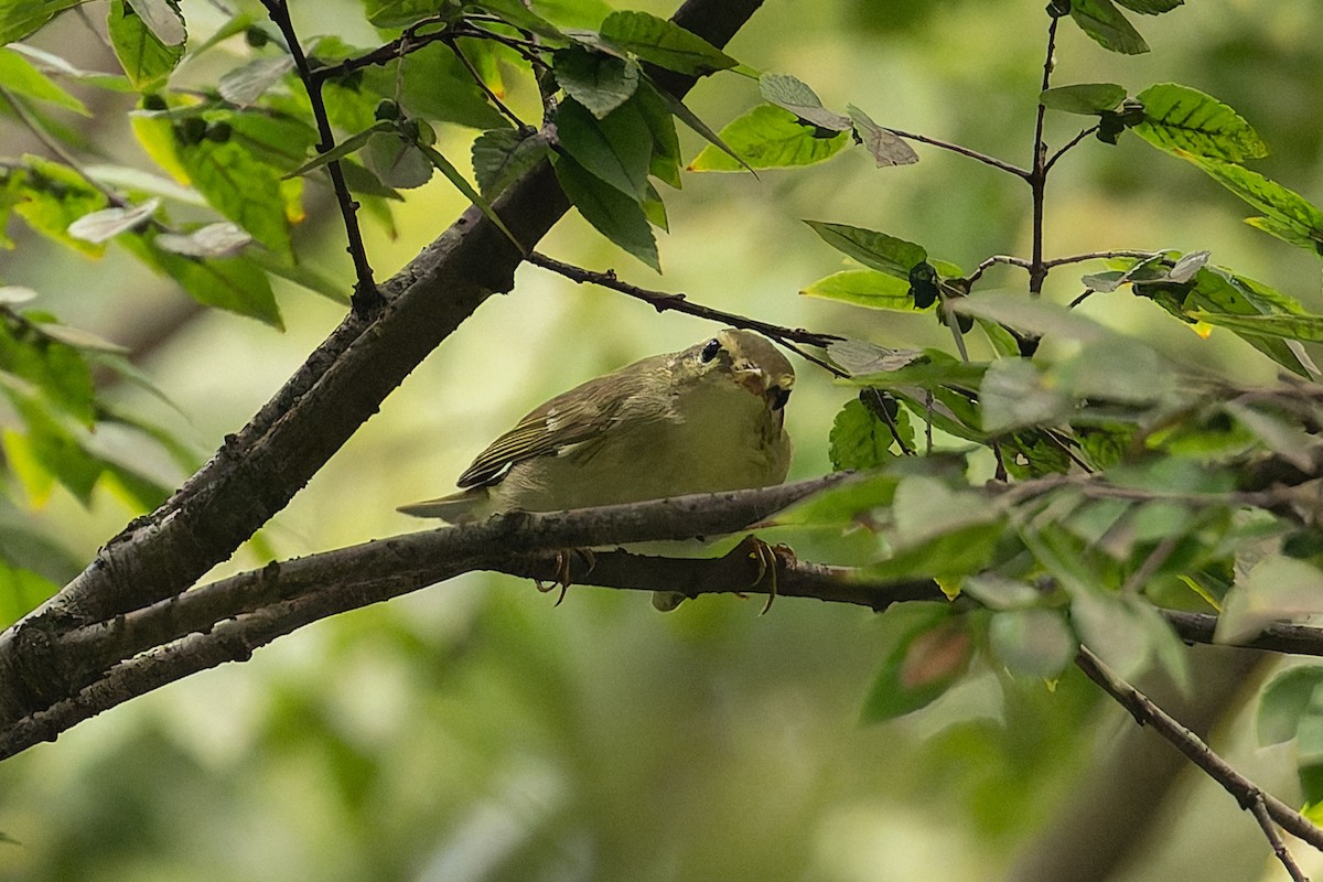Arctic Warbler - ML642856231