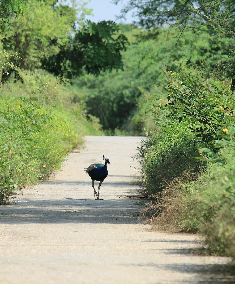 Indian Peafowl - ML642856232