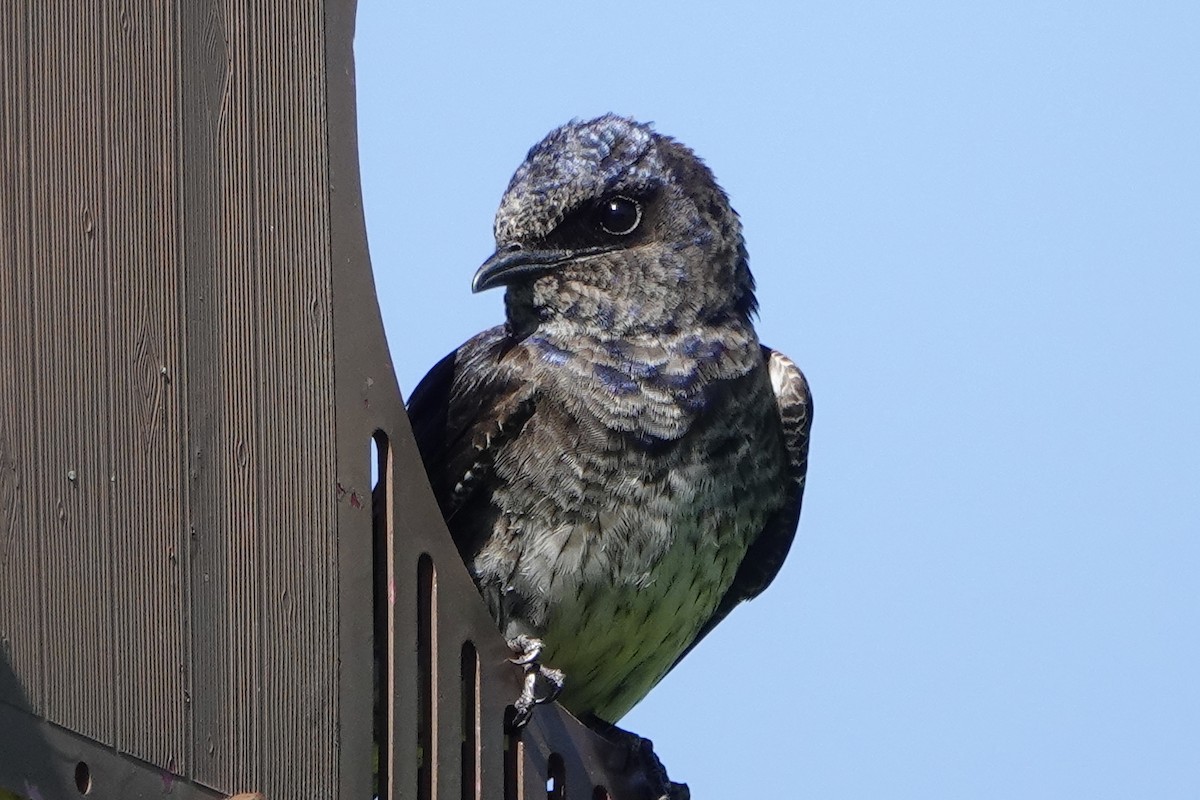 Purple Martin - ML642856238