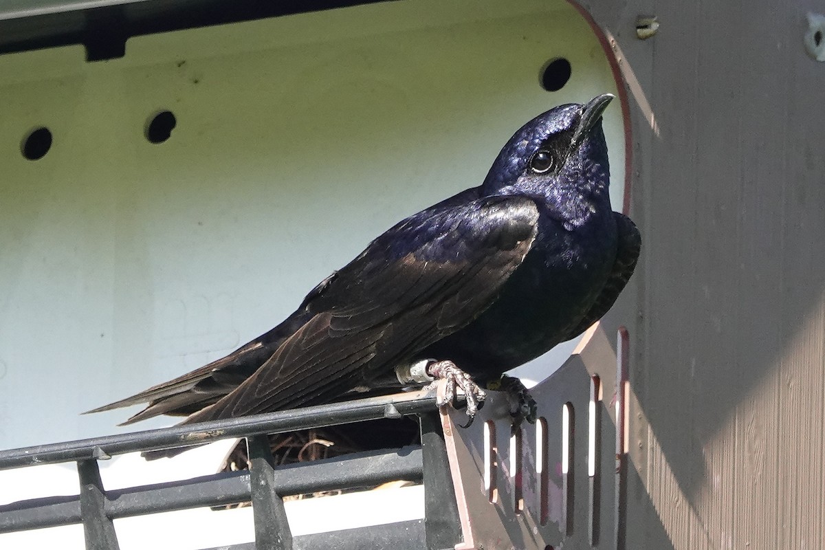 Purple Martin - ML642856239