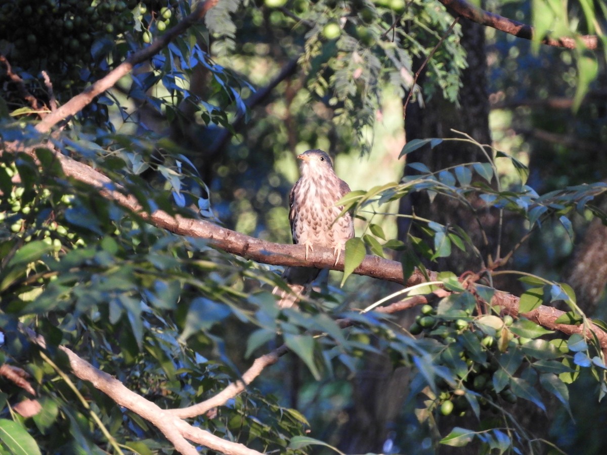 Large Hawk-Cuckoo - ML642856266