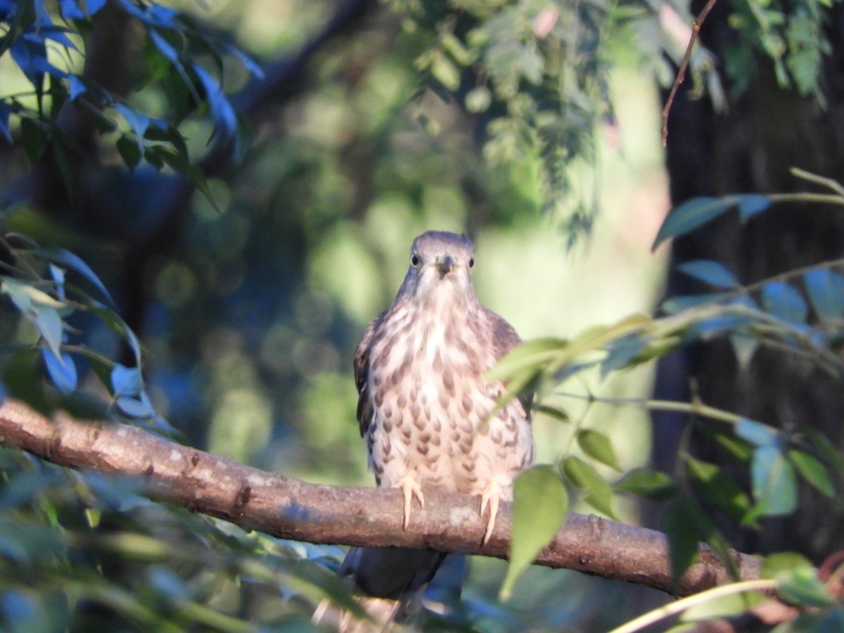 Large Hawk-Cuckoo - ML642856268