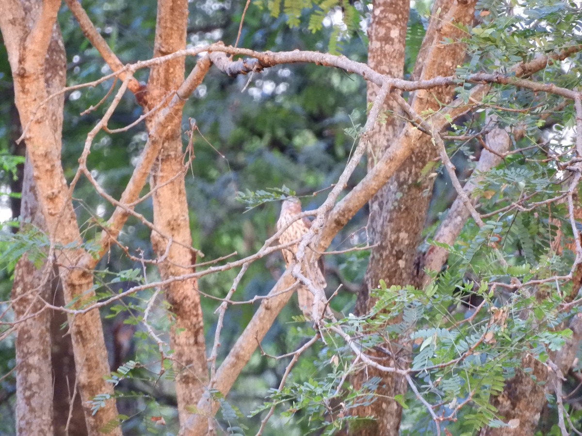 Large Hawk-Cuckoo - ML642856269