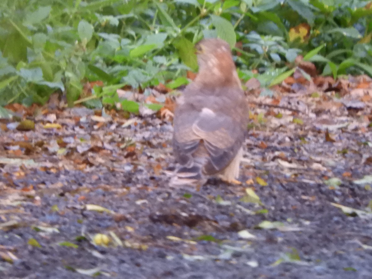 Large Hawk-Cuckoo - ML642856270