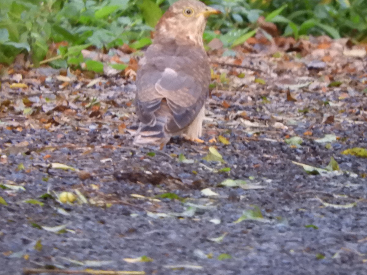 Large Hawk-Cuckoo - ML642856271