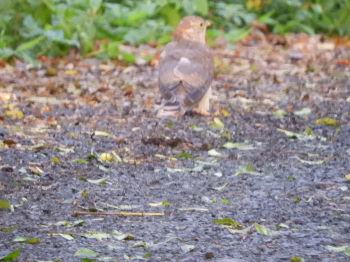 Large Hawk-Cuckoo - ML642856272