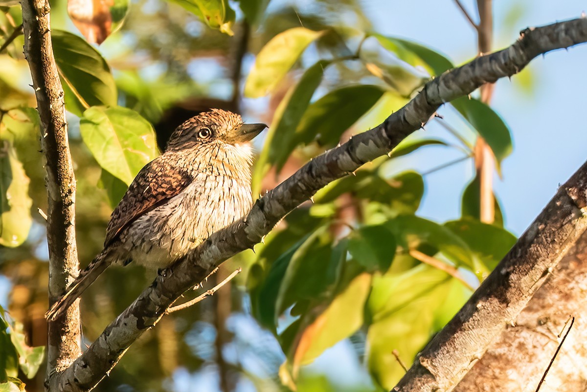 Eastern Striolated-Puffbird (torridus) - ML642856275