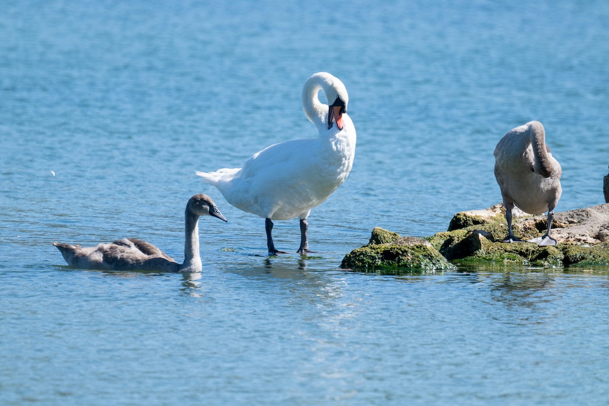 Cygne tuberculé - ML642856279