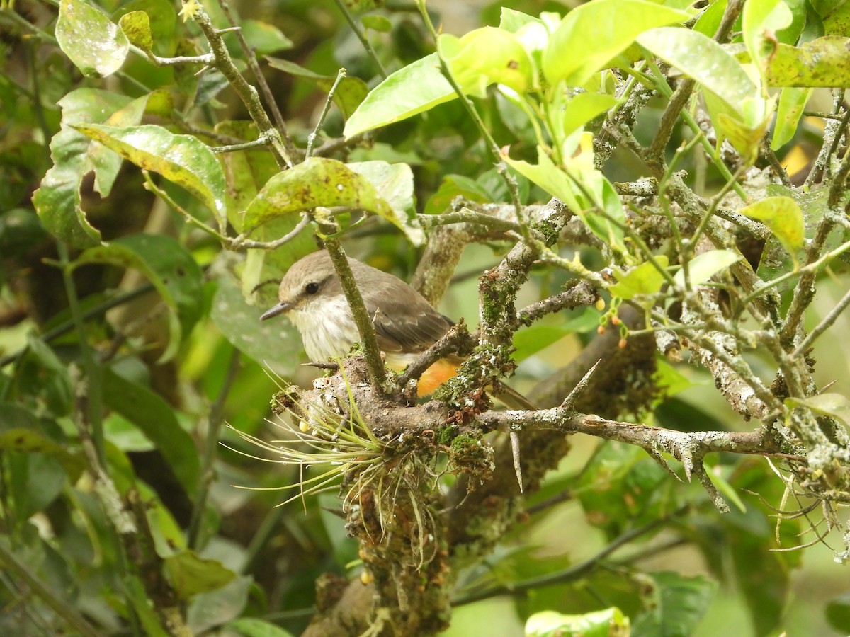 Vermilion Flycatcher - ML642856287