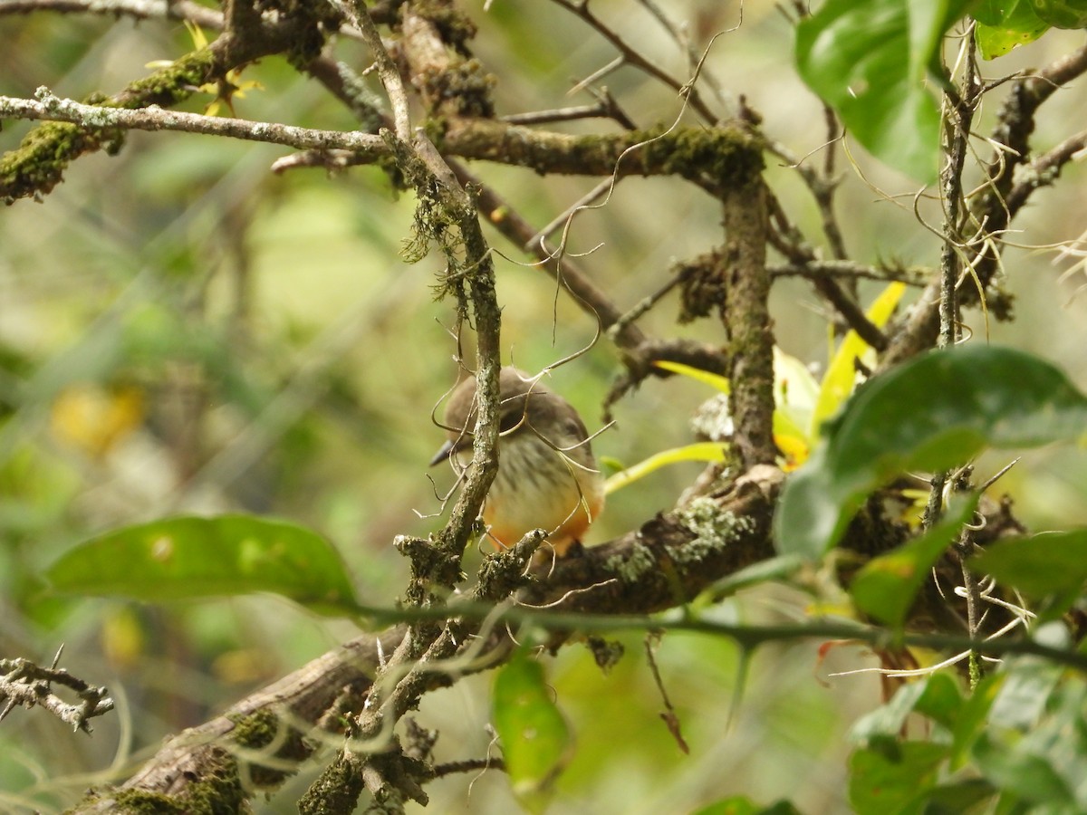 Vermilion Flycatcher - ML642856293