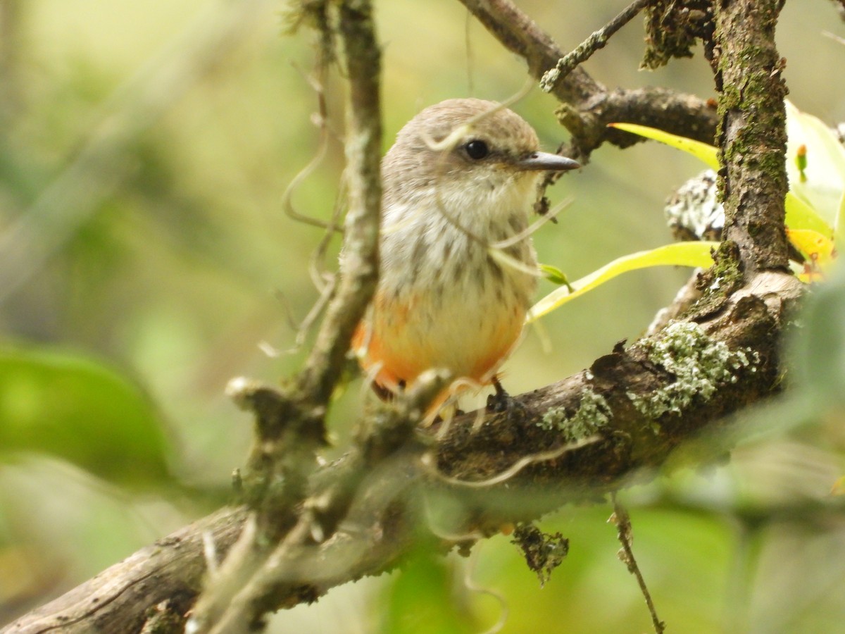 Vermilion Flycatcher - ML642856296