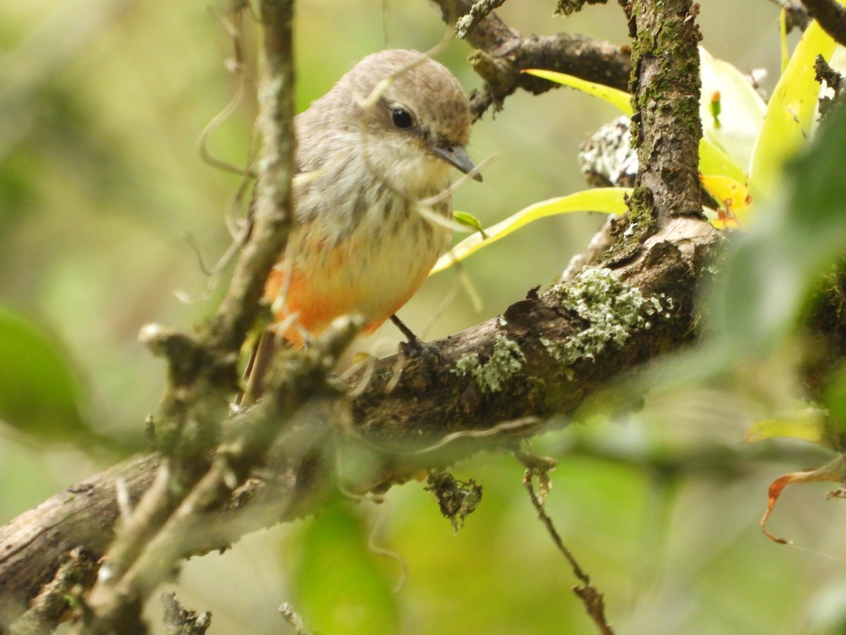 Vermilion Flycatcher - ML642856297