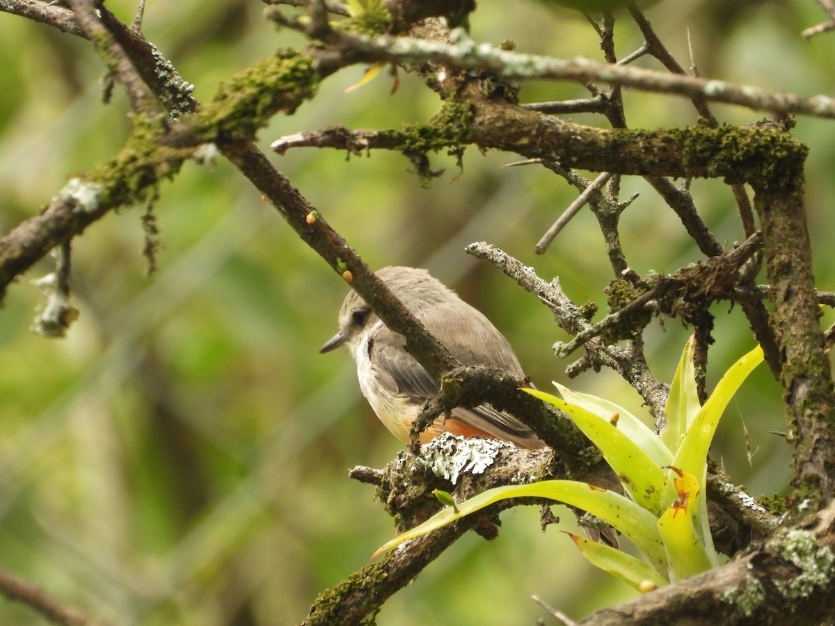 Vermilion Flycatcher - ML642856299