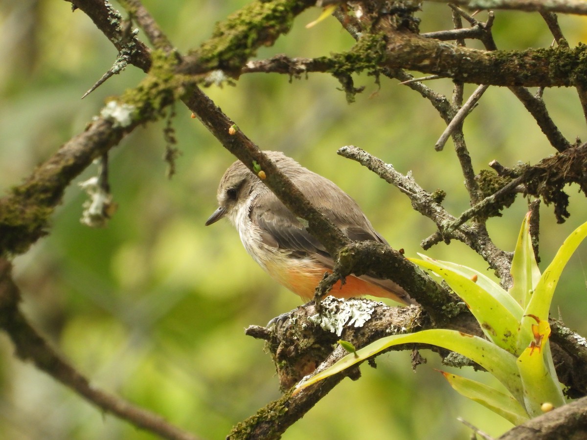 Vermilion Flycatcher - ML642856301