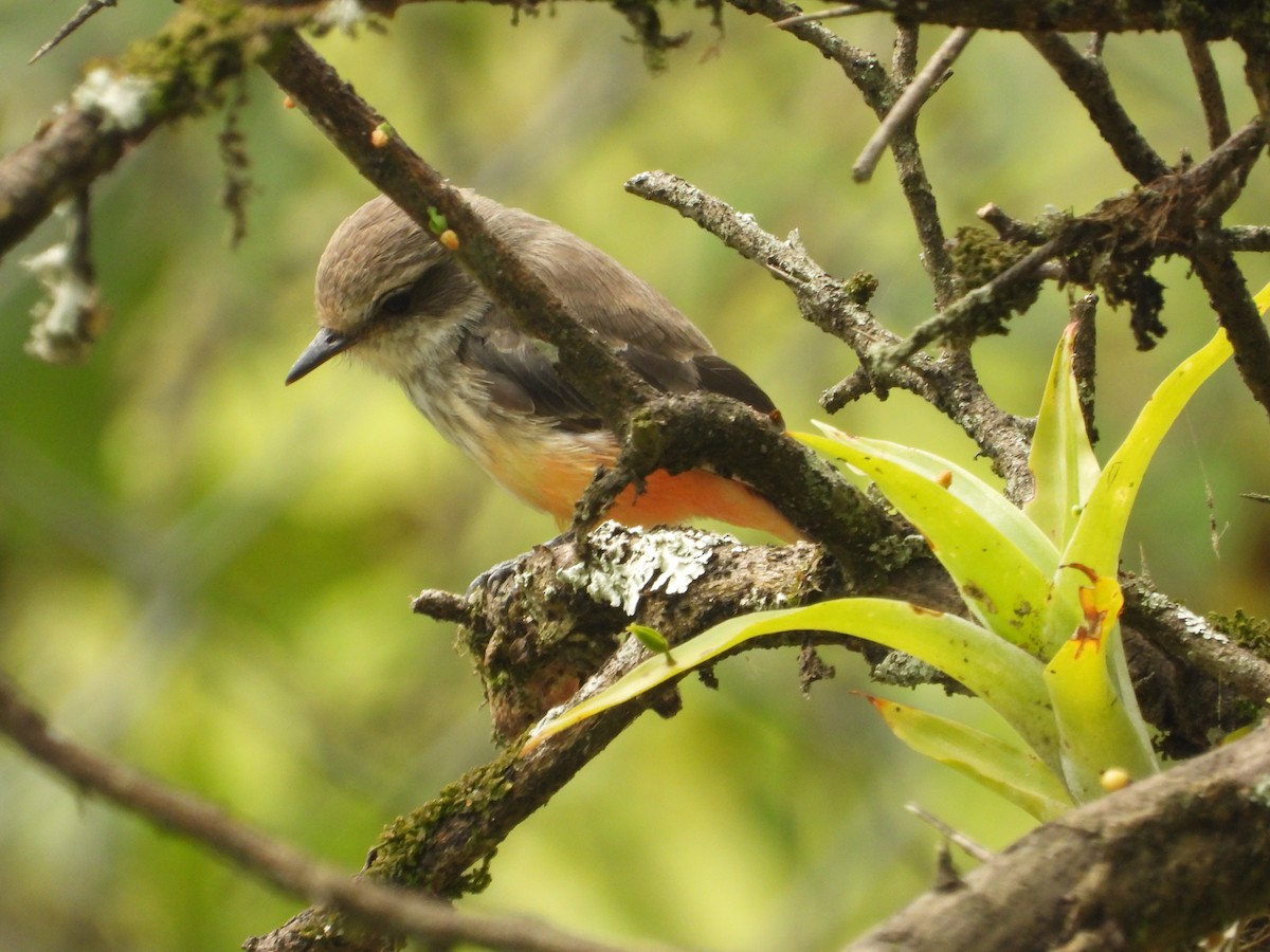 Vermilion Flycatcher - ML642856302