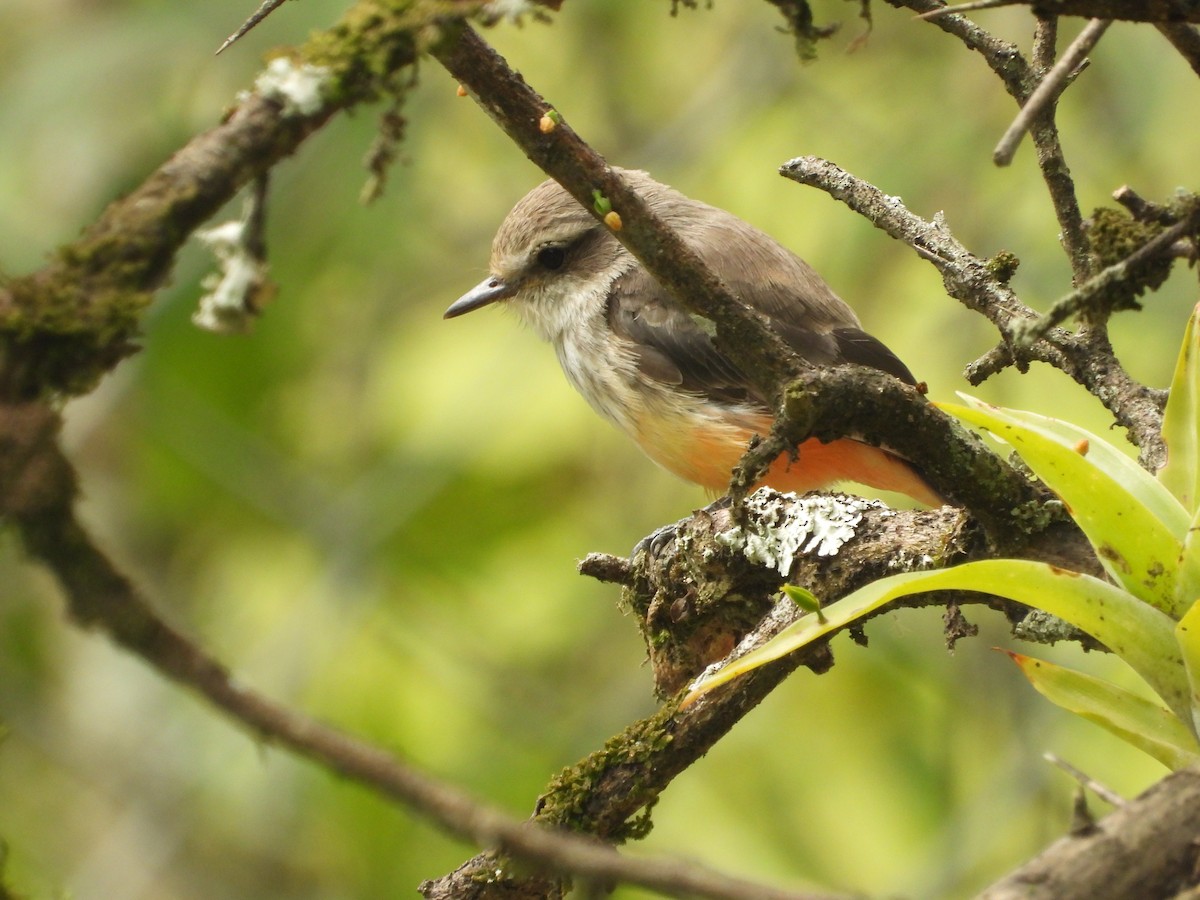Vermilion Flycatcher - ML642856303