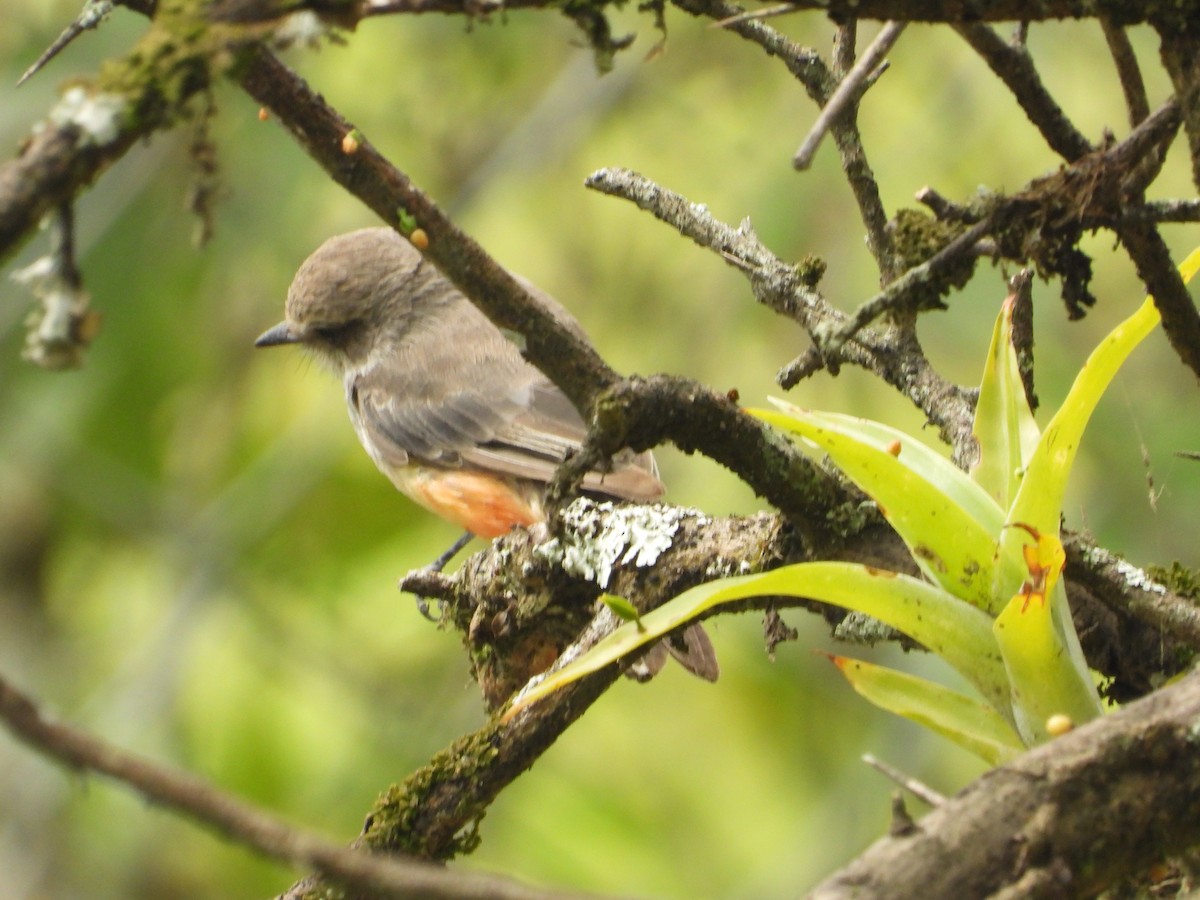 Vermilion Flycatcher - ML642856304