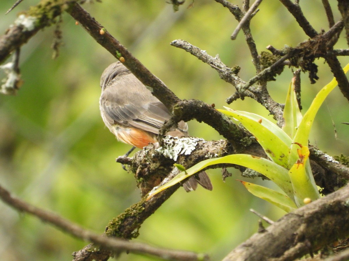 Vermilion Flycatcher - ML642856305
