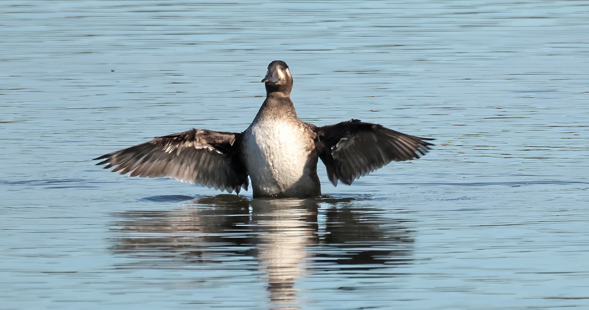 Surf Scoter - ML642856308