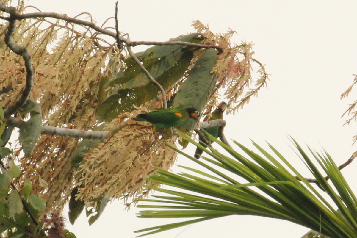 Orange-cheeked Parrot - ML642856309