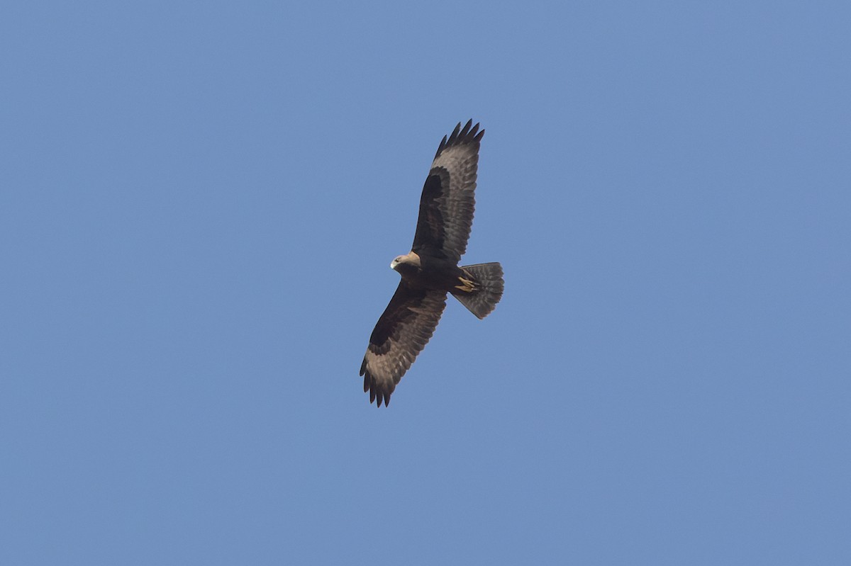 Long-legged Buzzard - ML642856310