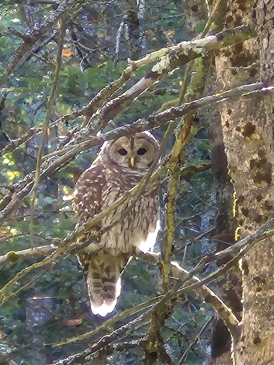 Barred Owl - ML642856313