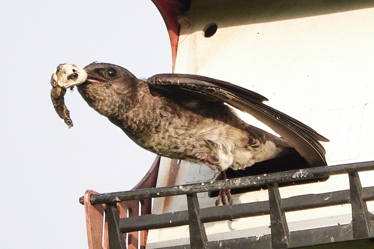 Purple Martin - ML642856315