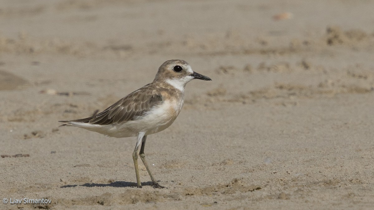 Greater Sand-Plover - ML642856316