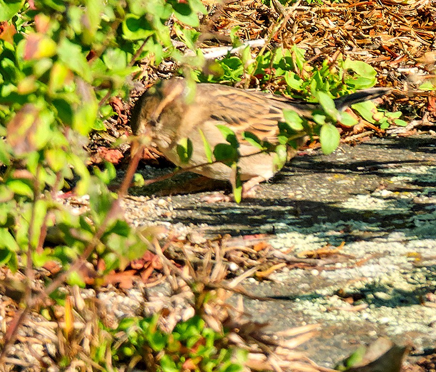 House Sparrow - ML642856317