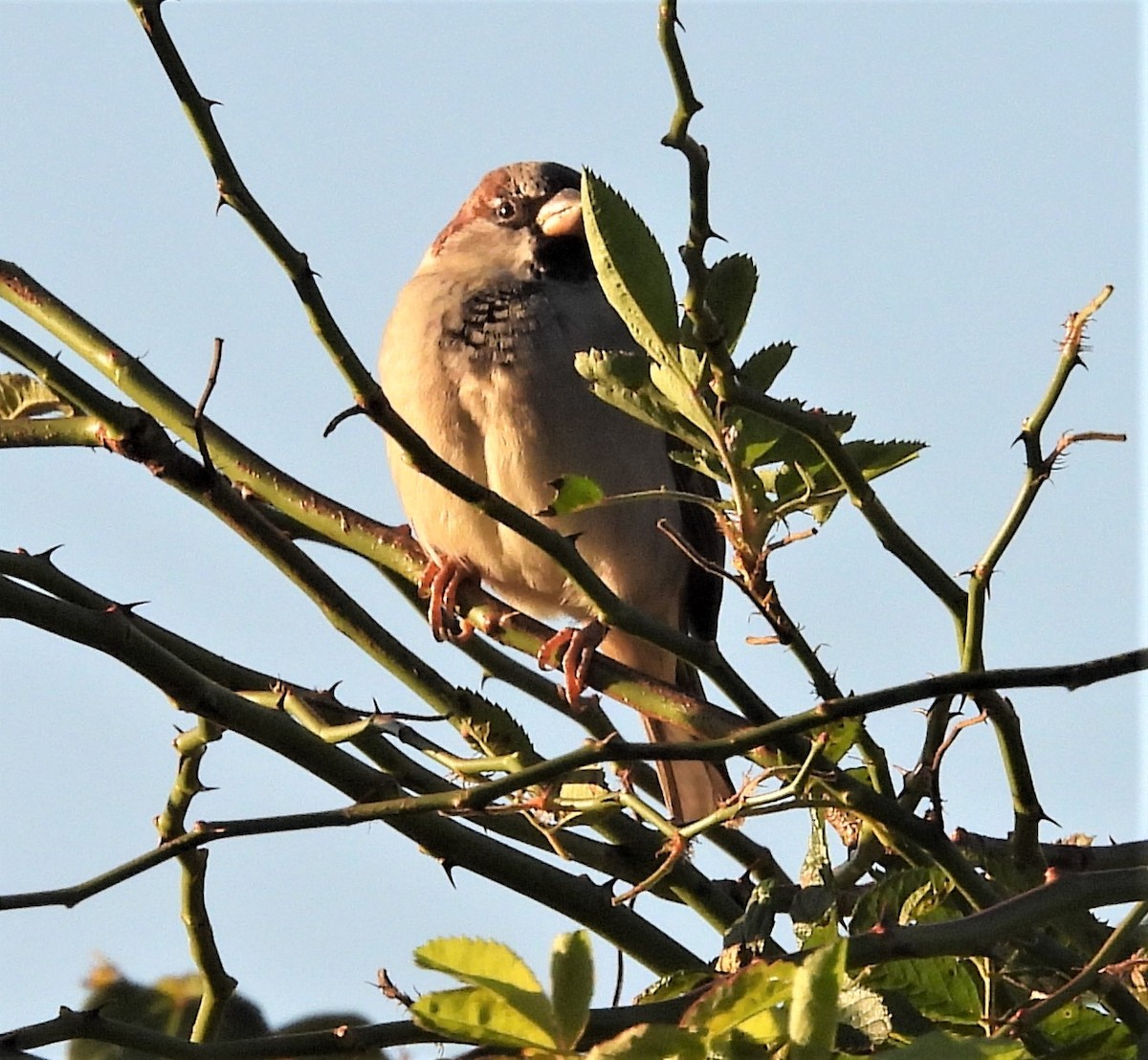 House Sparrow - ML642856318