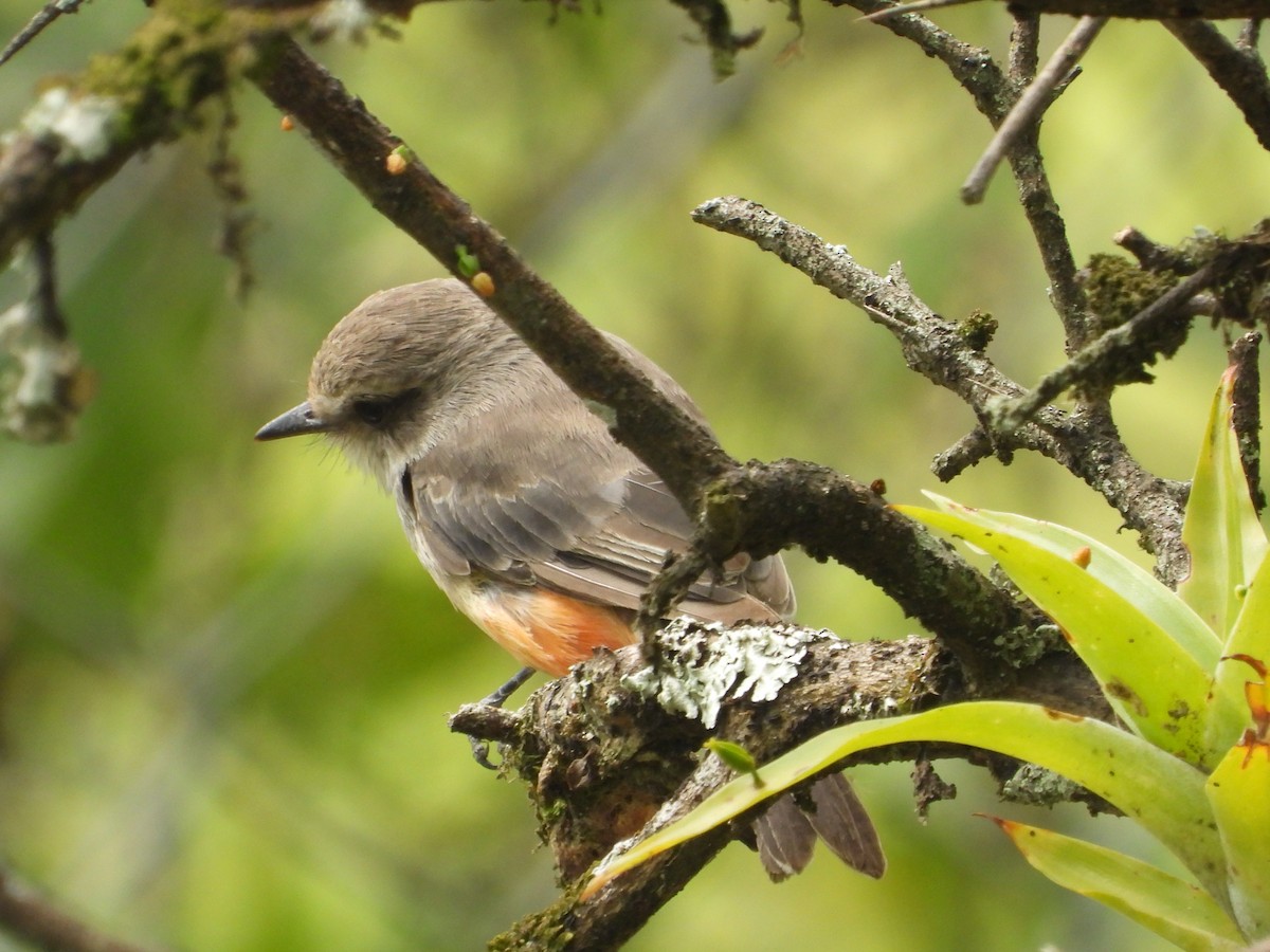 Vermilion Flycatcher - ML642856321