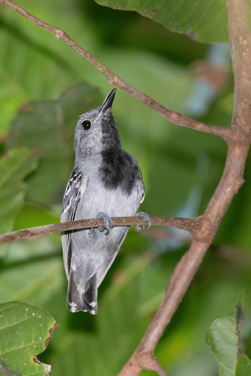 Long-winged Antwren - ML642856322
