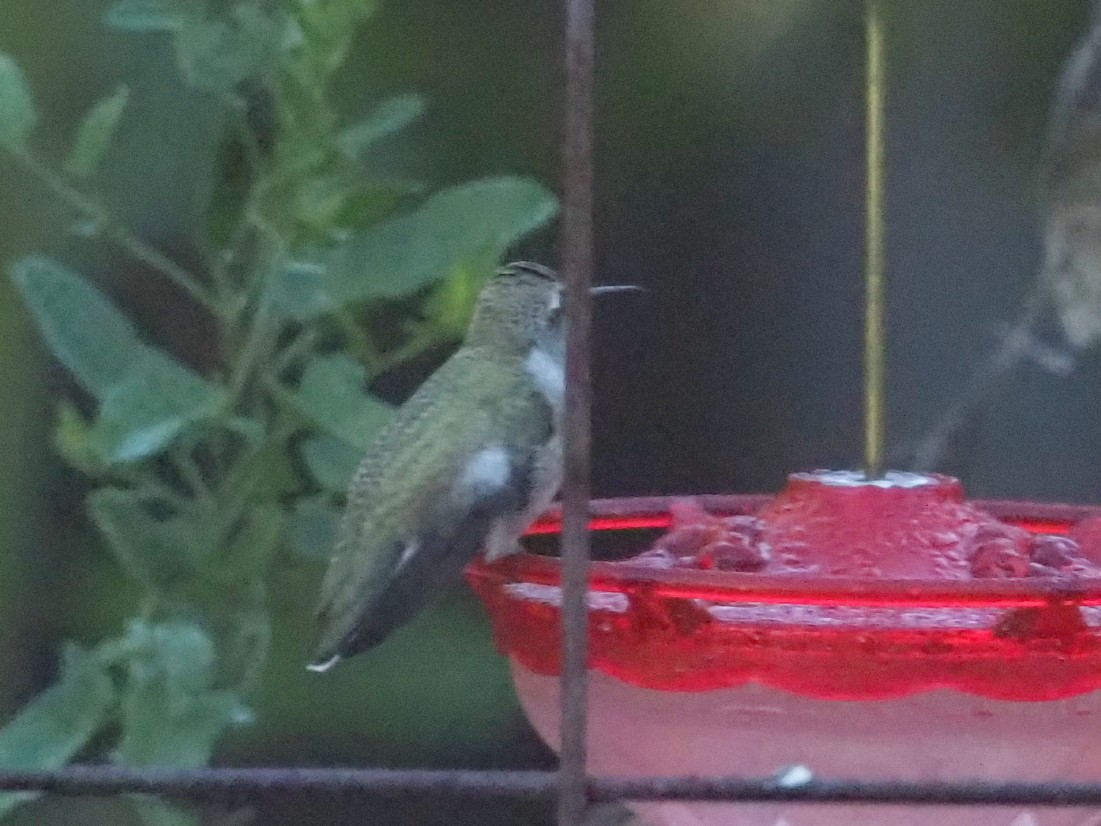 Black-chinned Hummingbird - ML642856323