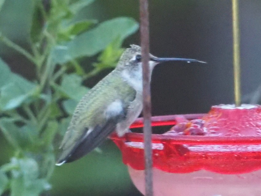 Black-chinned Hummingbird - ML642856324