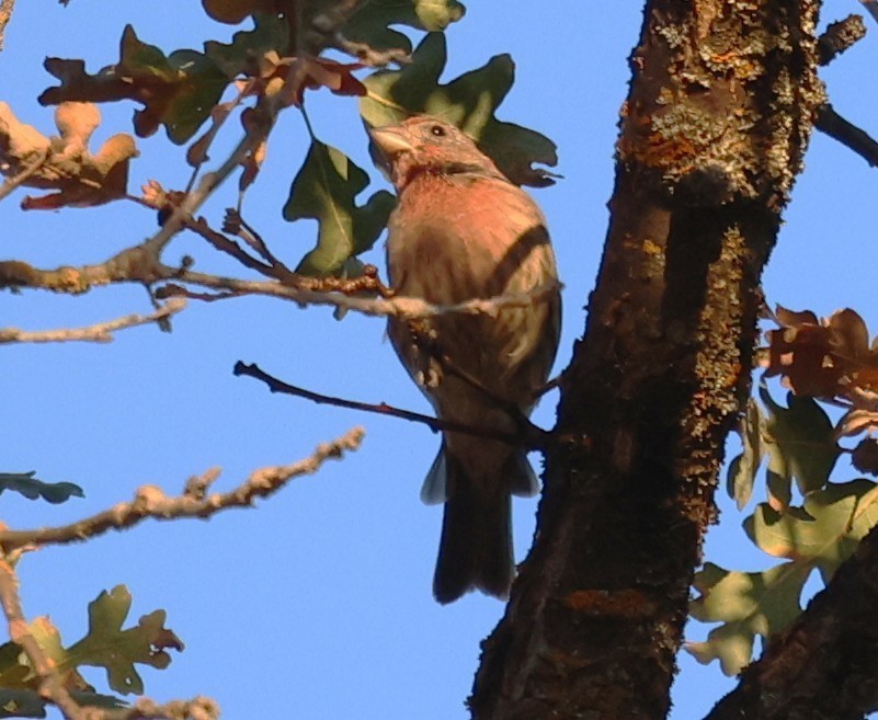 House Finch - ML642856325