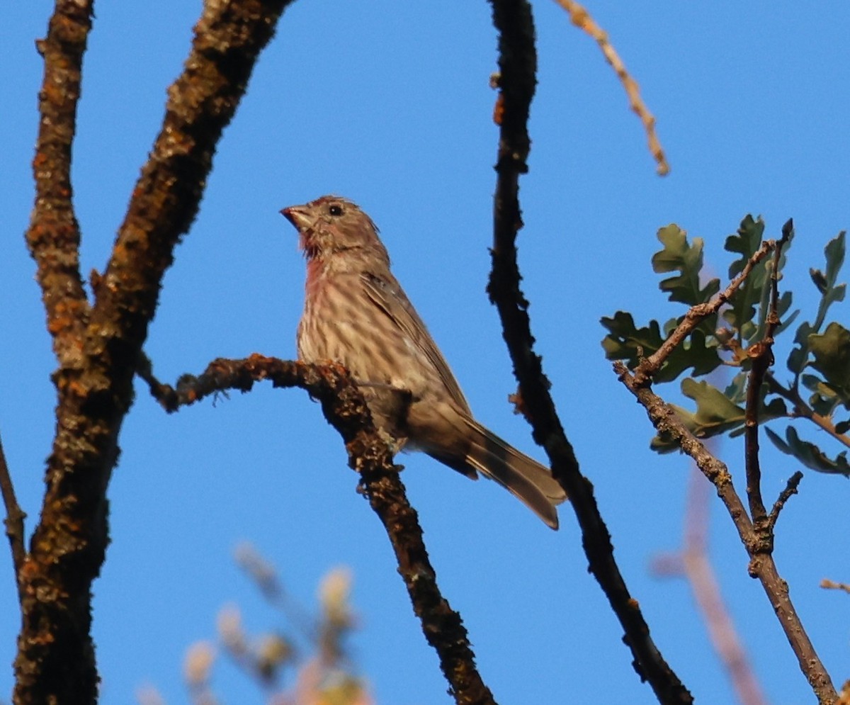 House Finch - ML642856326