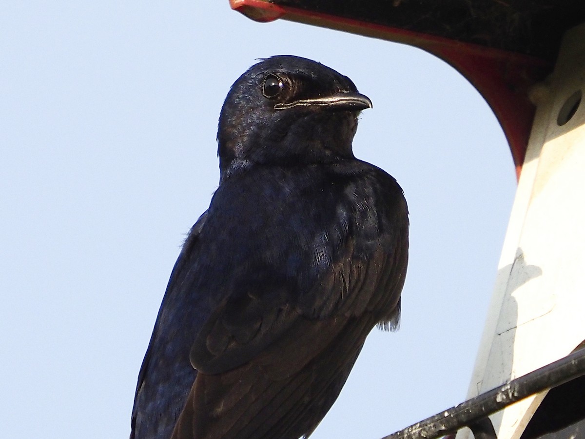 Purple Martin - ML642856328