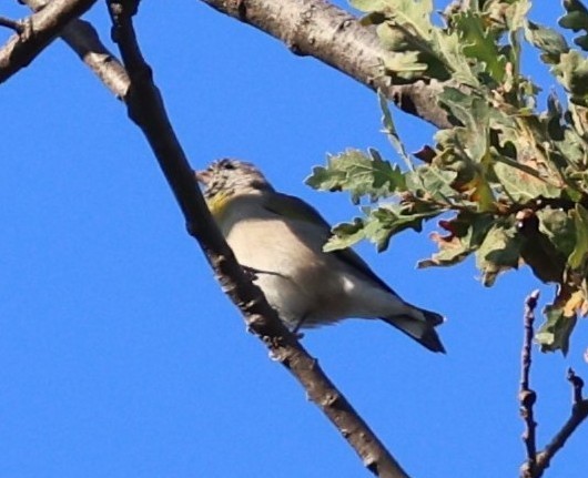 Lawrence's Goldfinch - ML642856330