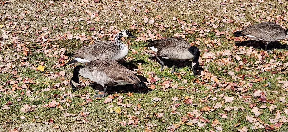 Канад галуу - ML642856333