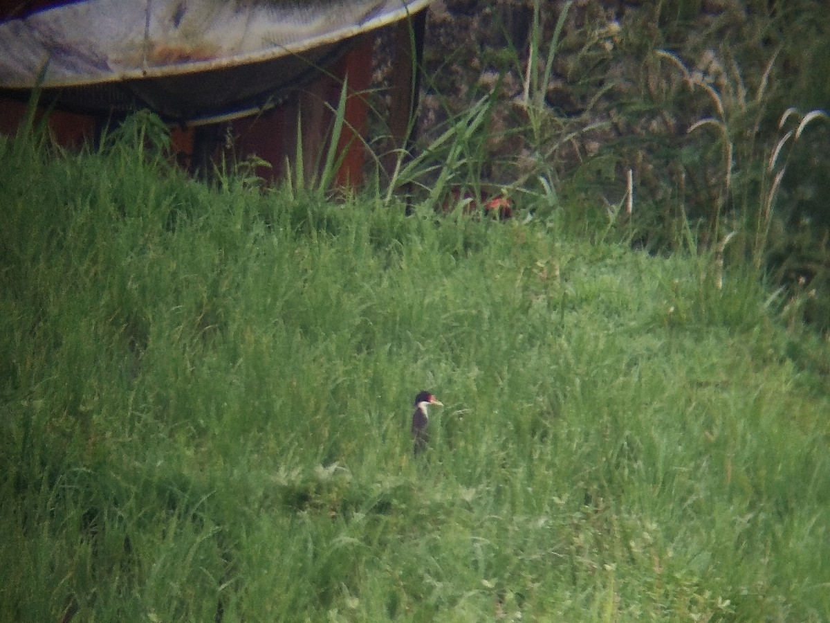 White-breasted Waterhen - ML642856347