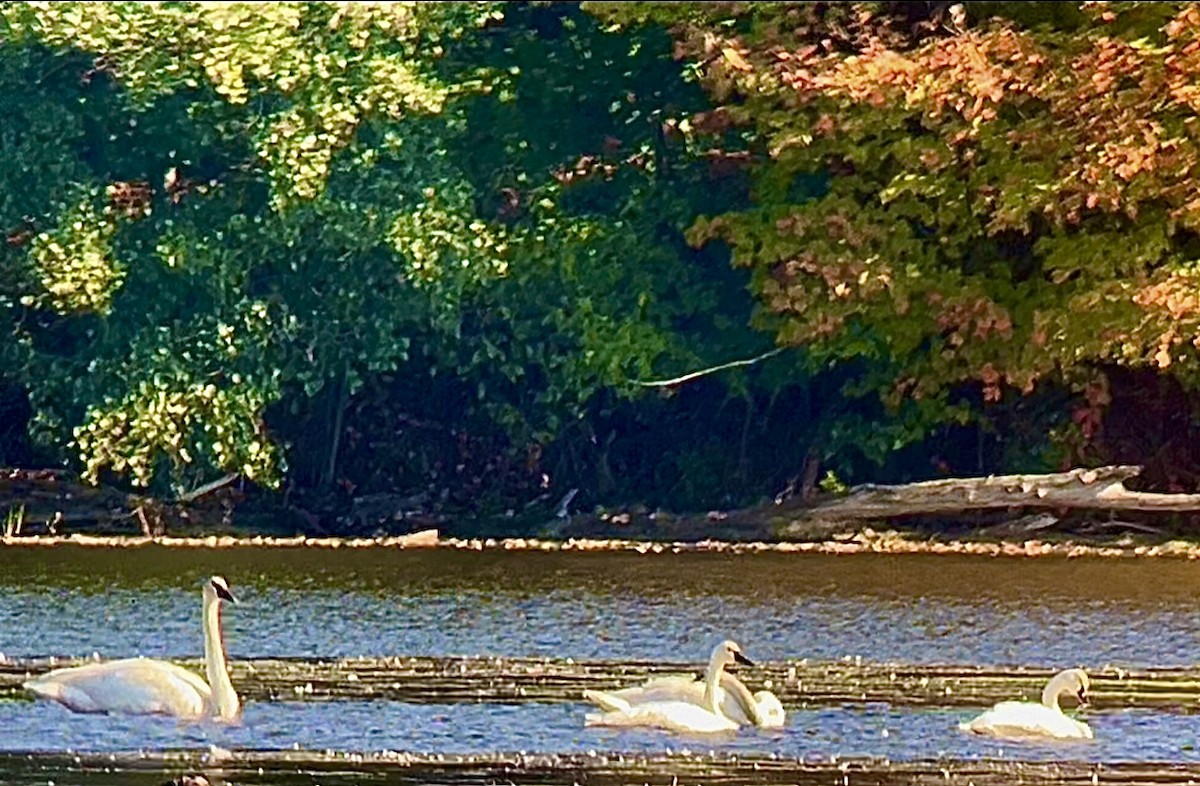 Tundra Swan - ML642856348