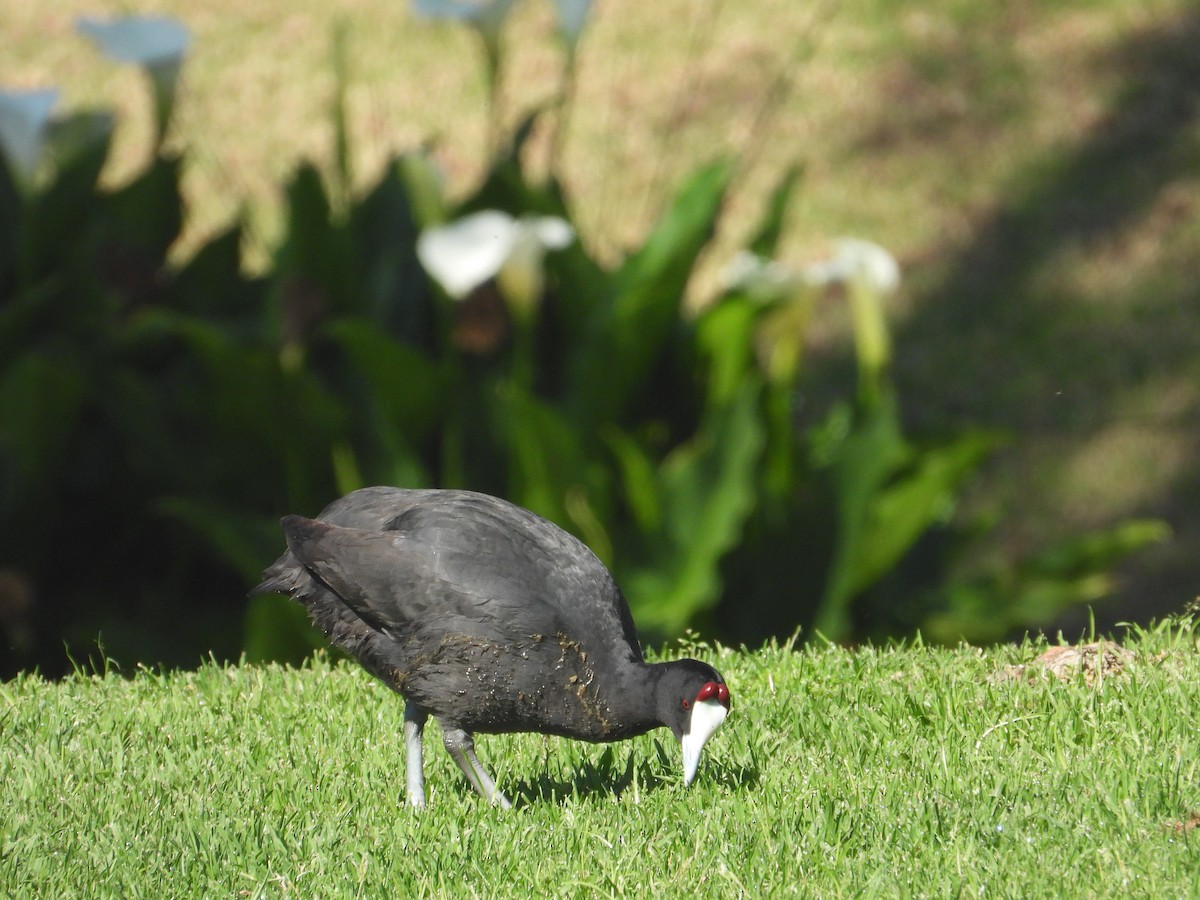 Red-knobbed Coot - ML642856354